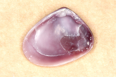 Donacidae