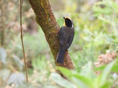 Atlapetes pallidinucha