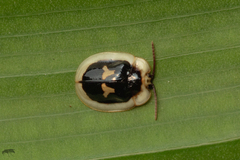 Aslamidium semicirculare