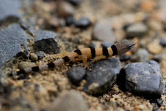 Sphaerodactylus