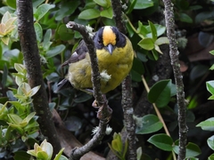 Atlapetes pallidinucha