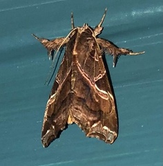 Callopistria floridensis