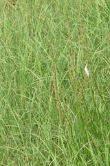 Triglochin maritima