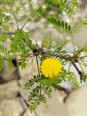 Vachellia constricta