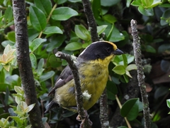 Atlapetes pallidinucha