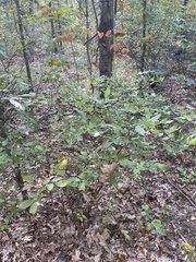 Vaccinium corymbosum