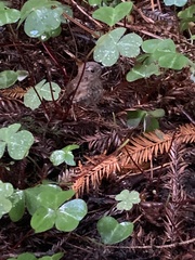 Troglodytes pacificus