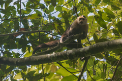 Cebus capucinus