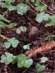 Troglodytes pacificus