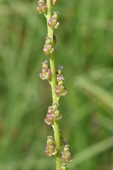 Triglochin maritima