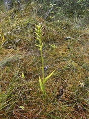 Platanthera blephariglottis