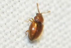 Atomaria lewisi
