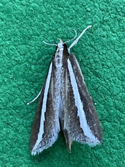 Carectocultus perstrialis