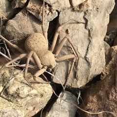 Sicarius thomisoides