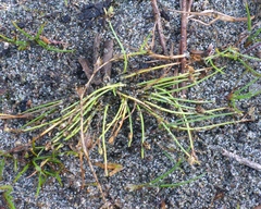 Isolepis setacea