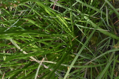 Triglochin maritima