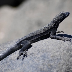 Microlophus atacamensis