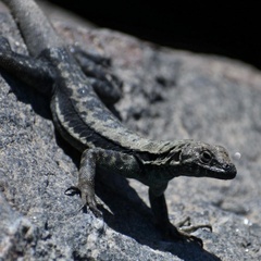 Microlophus atacamensis