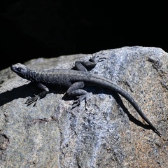 Microlophus atacamensis