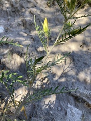 Mentzelia conspicua