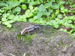 Holcosus leptophrys