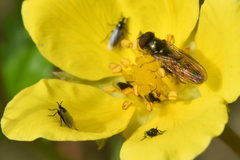 Melanostoma mellinum