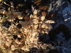 Spergularia macrotheca