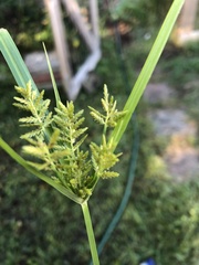 Cyperus iria