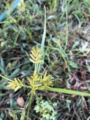 Cyperus iria