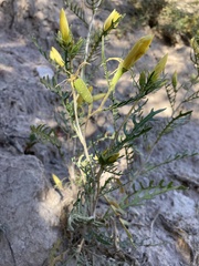 Mentzelia conspicua