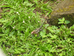 Holcosus leptophrys