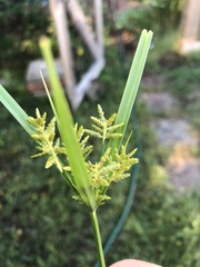 Cyperus iria