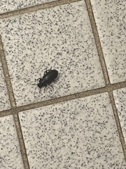 Tenebrioninae