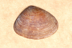 Donacidae