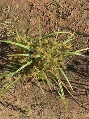 Cyperus odoratus