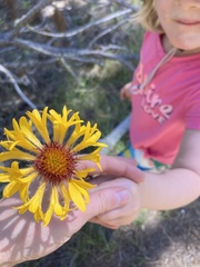 Gaillardia aristata