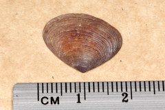 Donacidae