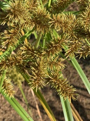 Cyperus odoratus