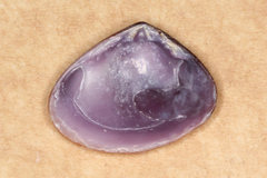 Donacidae