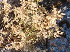 Spergularia macrotheca