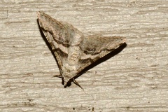 Digrammia continuata
