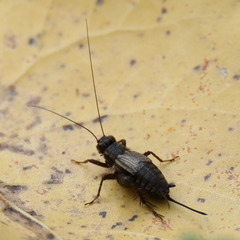 Allonemobius fasciatus