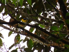 Anisognathus somptuosus