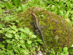 Holcosus leptophrys