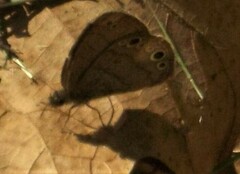 Hermeuptychia sosybius