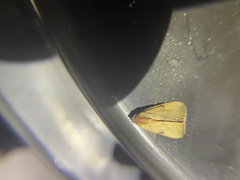 Galgula partita