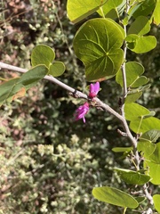 Cercis