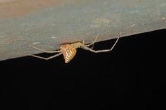 Thwaitesia margaritifera