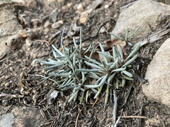 Packera spellenbergii