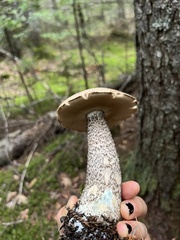 Leccinum versipelle